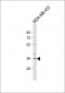 OR51Q1 Antibody (N-term)
